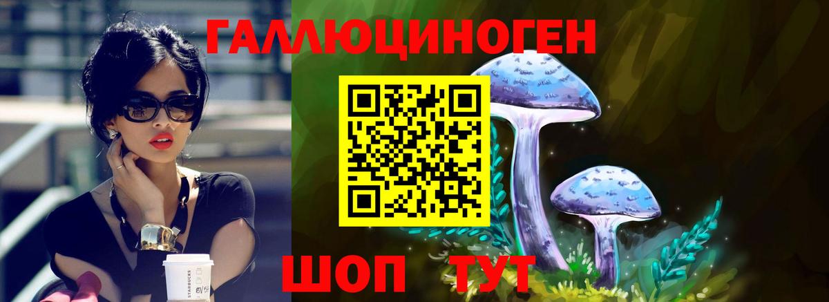 Галлюциногенные грибы Psilocybine cubensis Торжок